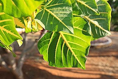 经典重制RPG《赵云传：云汉腾龙》正式发售Steam 限时68.4元